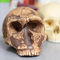 Οι πρόγονοι του ανθρώπου εκτέθηκαν σε μόλυβδο πριν από δύο εκατ. χρόνια