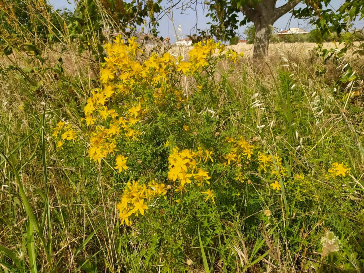 Το σπαθόχορτο, αυτοφυές σε πολλές περιοχές της Ελλάδας, αποτελεί σημαντικό στοιχείο της λαϊκής φαρμακευτικής παράδοσης. Πηγή εικόνας: ΥΠΠΟ.