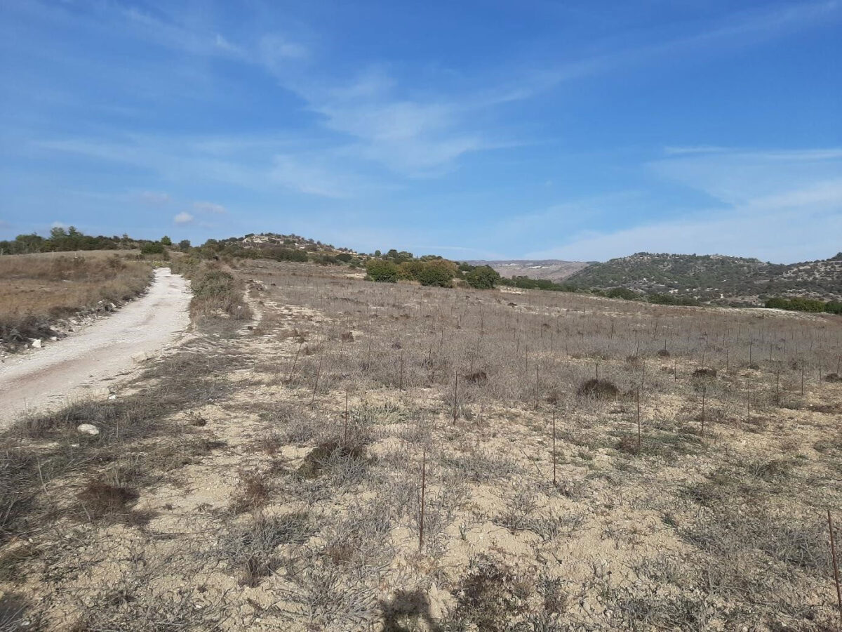 Αμαργέτη-Τερατσούδι. Πηγή εικόνας: Τμήμα Αρχαιοτήτων Κύπρου.