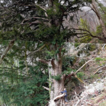 Δέντρο 1.074 ετών στέκει αγέρωχο στο Μπέλλες