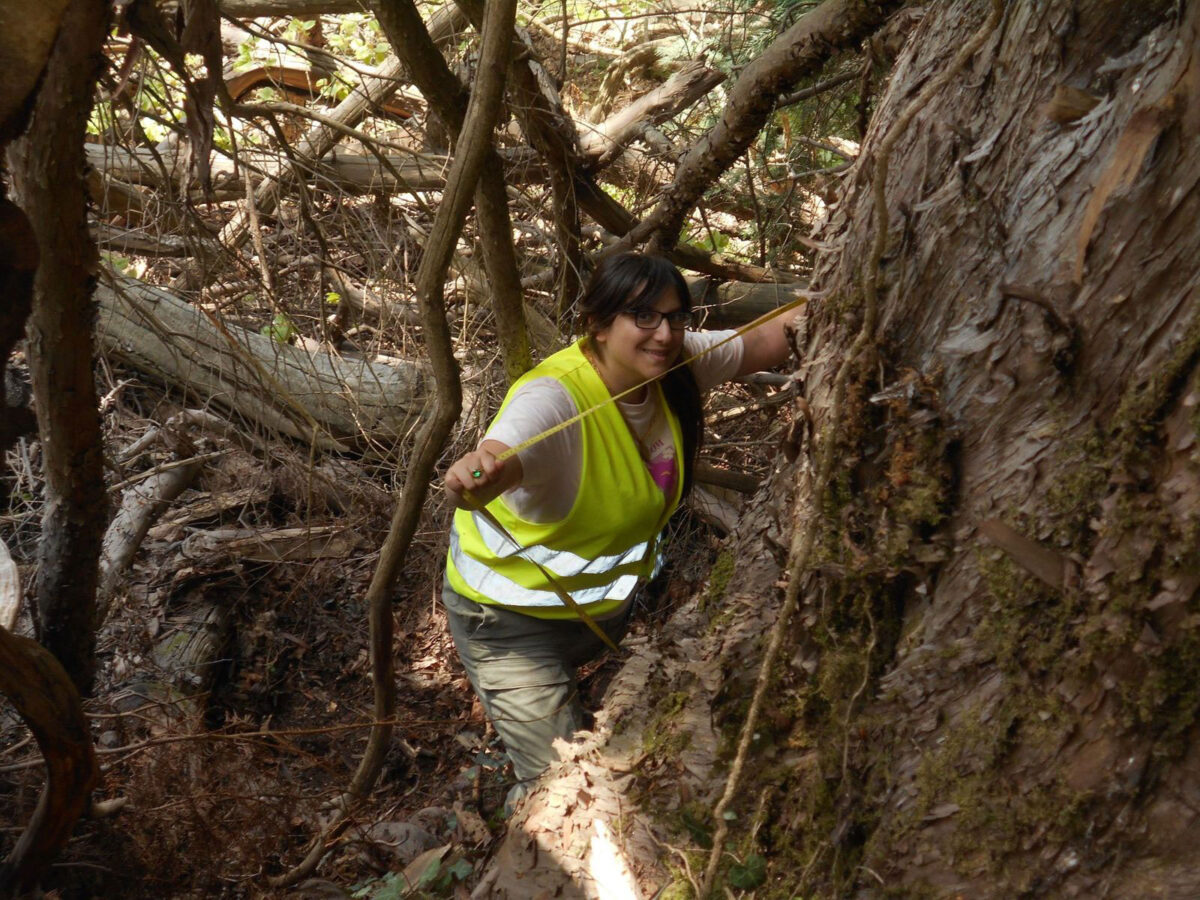Μέτρηση περιμέτρου. Πηγή εικόνας: Μ. Δαβής / Π. Γκανάτσας.