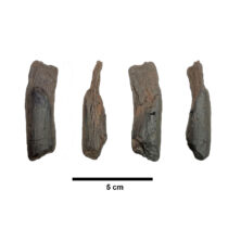 Στη Μεγαλόπολη Αρκαδίας τα αρχαιότερα γνωστά ξύλινα εργαλεία παγκοσμίως