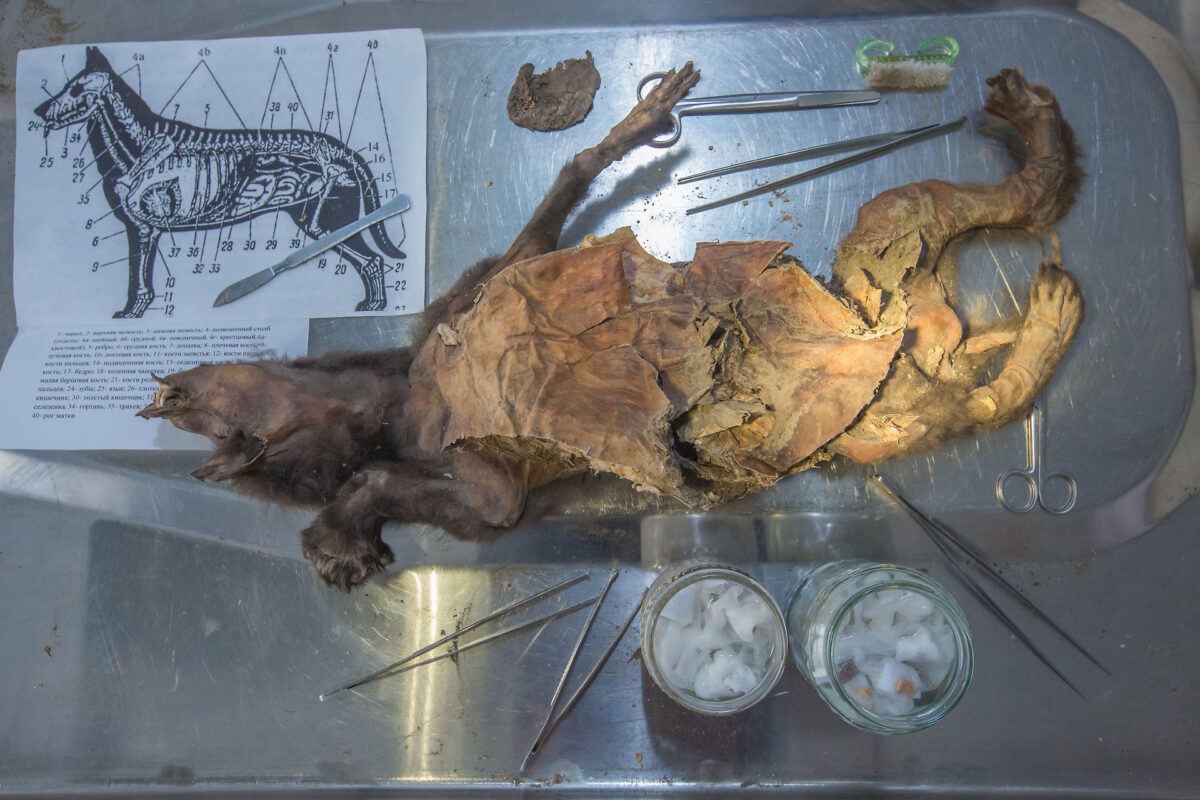 Το μουμιοποιημένο λυκόπουλο, όπως φωτογραφήθηκε το 2018 στη Βιέννη. Φωτ.: Mietje Germonpré. Πηγή εικόνας: Πανεπιστήμιο της Στοκχόλμης.