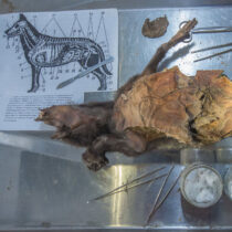 Γονιδίωμα μαλλιαρού ρινόκερου της Εποχής των Παγετώνων ανακτήθηκε από το στομάχι λυκόπουλου