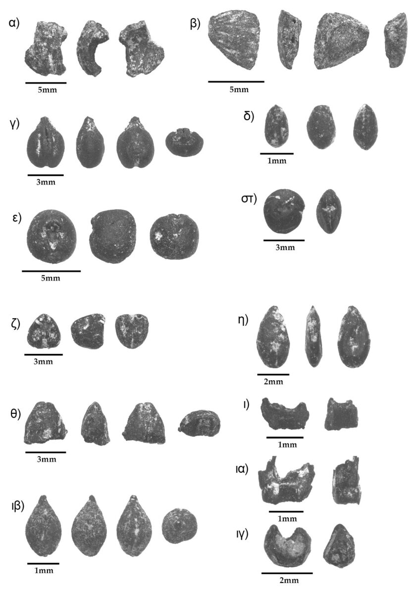 Αρχαιοβοτανικά κατάλοιπα από τα ταφικά κτίρια του Πετρά: α) κουκούτσι ελιάς, β) τσόφλι αμυγδάλου, γ) κουκούτσι σταφυλιού, δ) καρπός σύκου, ε) μπιζέλι, στ) φακή, ζ) πικρός βίκος, η) λινάρι, θ) σπόρος αποφλοιωμένου κριθαριού, ι) σταχίδιο μονόκοκκου σταριού, ια) σταχίδιο δίκοκκου σταριού, ιβ) θυμελαία η τριχωτή, ιγ) σπόρος μολόχας.