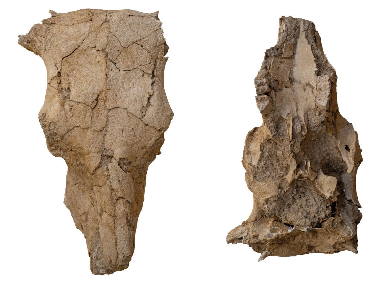 Κεφαλή βοοειδούς από τον Χώρο 8  του Ταφικού Κτιρίου 9 (Αρχείο Ανασκαφών Πετρά).