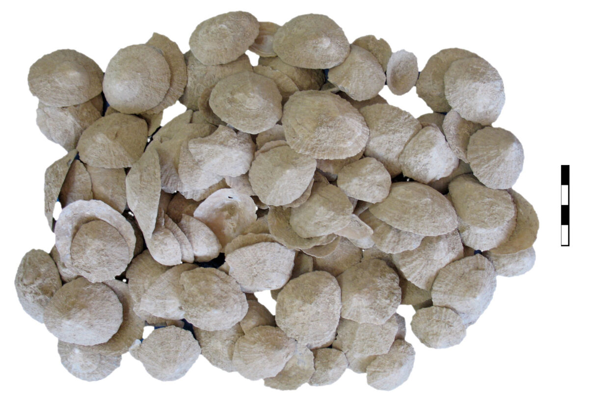 Πεταλίδες από τα ταφικά κτίρια. Φωτ.: Τ. Θεοδωροπούλου.