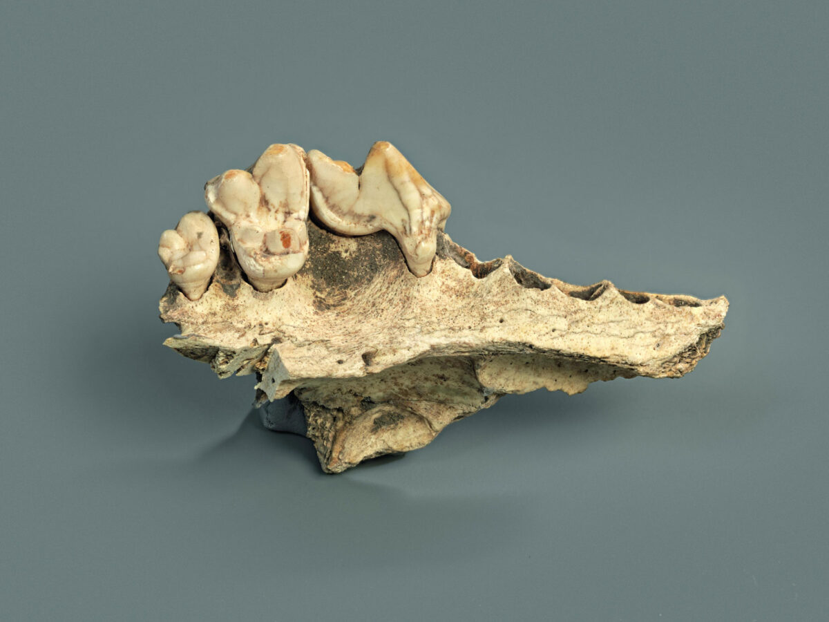 Άνω γνάθος οικόσιτου σκύλου από το σπήλαιο Κέσλερλοχ της Ελβετίας. © Cantonal Archaeological Service (KASH) of Schaffhausen, φωτ.: Ivan Ivic.