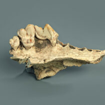 Οι σκύλοι ζουν με τους ανθρώπους εδώ και τουλάχιστον 14.200 χρόνια