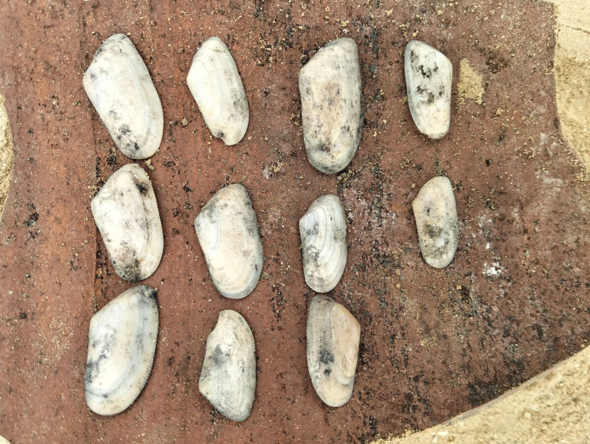 Ευρήματα από τη θέση Καλάγια. Πηγή εικόνας: Υπουργείο Τουρισμού και Αρχαιοτήτων της Αιγύπτου.